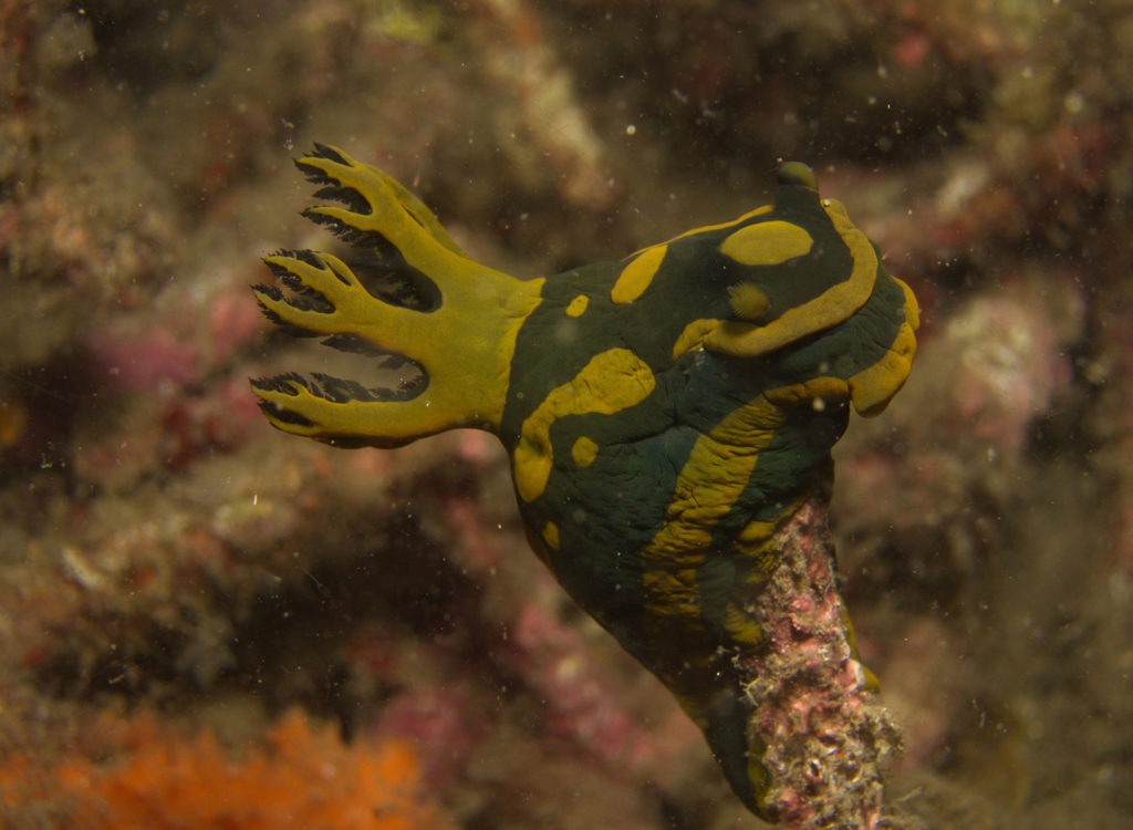 nudibranco